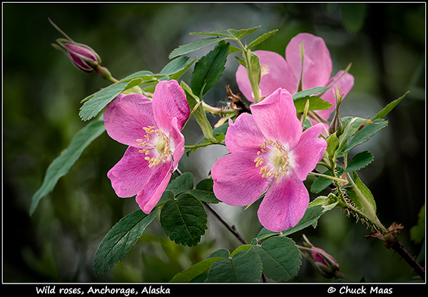 Prickly rose blossoms near Anchorage, Alaska in early June.