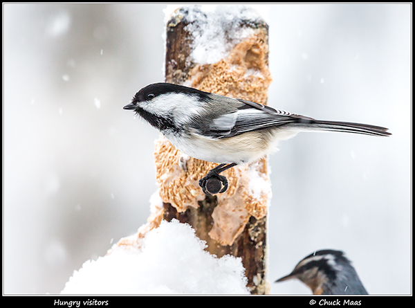 Black-capped chickdee and red-breasted nuthatch at peanut butter feeder in Anchorage, Alaska in January.