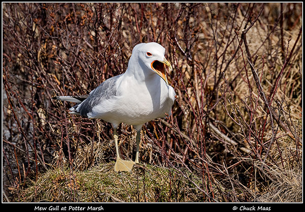 Mew Gull, Potter Marsh, late April.